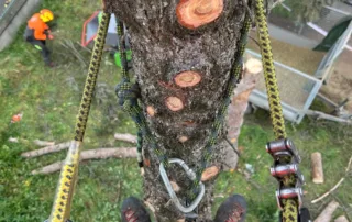 Rizikový výrub stromov, rizikový orez stromov Košice