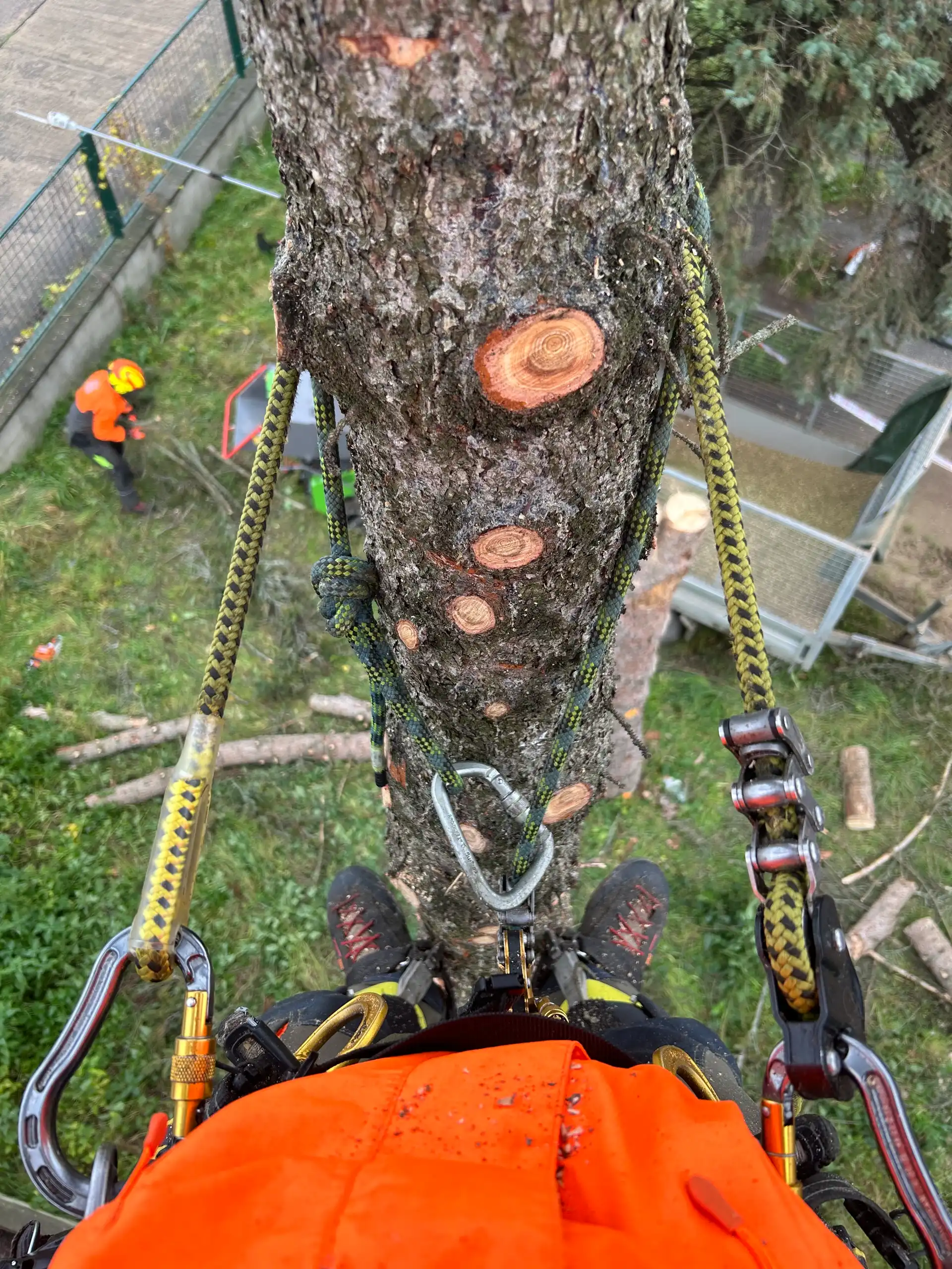Rizikový výrub stromov, rizikový orez stromov Košice