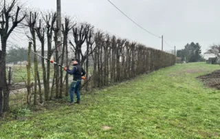 Strihanie živých plotov Košice